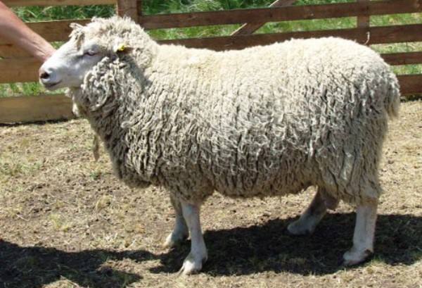 Продуктивная мясо-шерстная овца - Прекос с фото