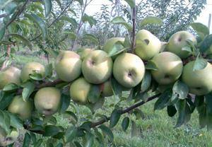 Что мы знаем о яблоне Семеренко: сорт и его описание с фото