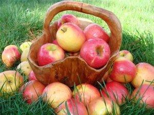 Сорта яблок: летние, осенние, зимние - фото