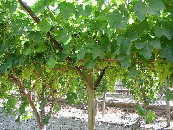 Опрыскивание винограда весной  реальная борьба с инфекцией - фото