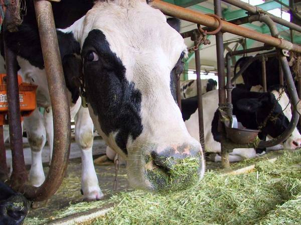 Кормление коров: особенности и важные аспекты - фото