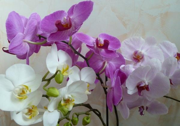 Орхидея отцвела: что делать со стрелкой, особенности ухода за орхидеей посл ... - фото