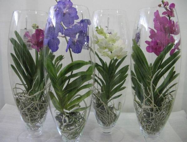 Орхидея ванда: уход и размножение в домашних условиях - фото