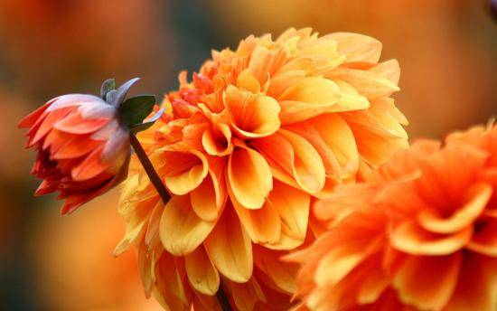 Осенние цветы: популярные разновидности осенних цветов и основы ухода за ни ... - фото