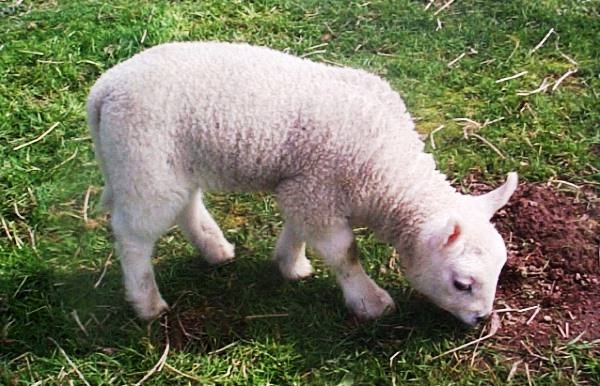 Чем могут заболеть овцы? с фото