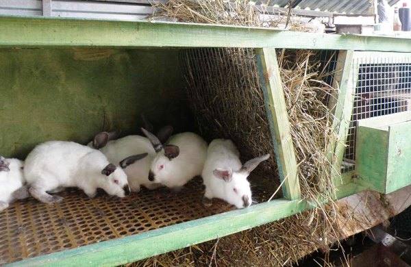 Особенности и преимущества клеточного содержания кроликов с фото