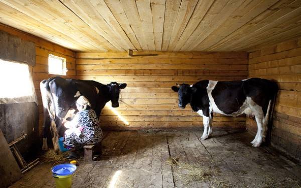 Разведение коров от А до Я - фото