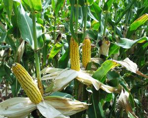 Особенности посадки кукурузы в подготовленный открытый грунт с фото