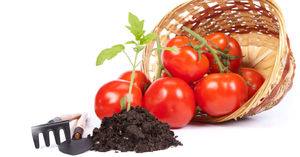 Рассада томатов: выращивание в домашних условиях - фото