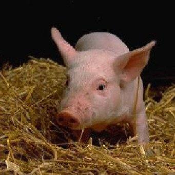 Отечка у свиней: симптомы и эффективное лечение - фото
