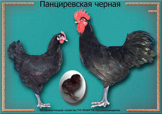 Панциревская порода кур: характеристика, описание и фото - фото