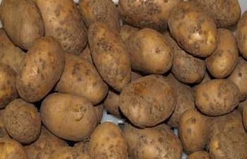 Парша клубней картофеля с фото