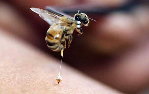 Пчелиный яд: польза и вред, его применение с фото