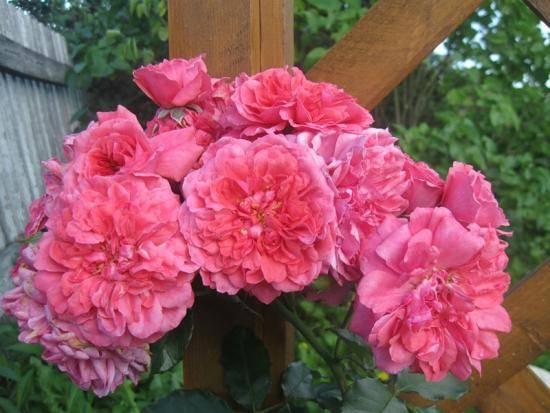 Плетистая роза Розариум ютерсен: описание сорта и особенности ухода - фото