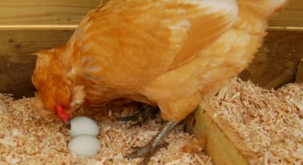 Почему и что делать если куры едят свои яйца  - фото
