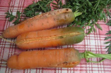 Почему трескается морковь с фото