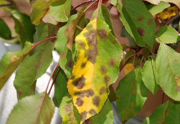 Как лечить желтые листья у груши весной и летом - фото