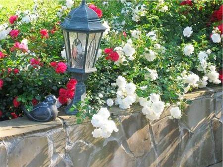 Почвопокровные розы посадка, уход, сорта с фото - фото