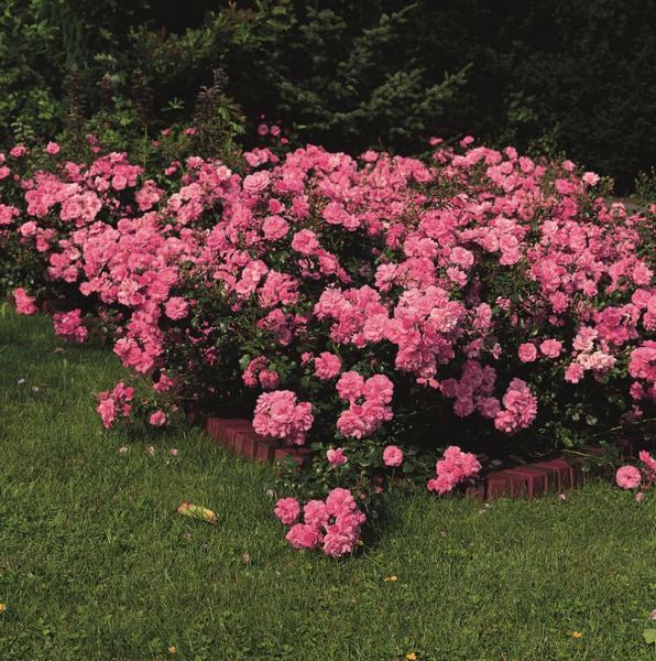 Как правильно выращивать почвопокровные розы: посадка, подкормка, обрезка и размножение с фото