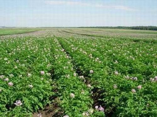 Подкормка картофеля: когда и чем производится для увеличения урожайности с фото