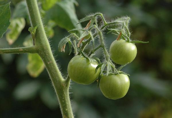 Чем подкормить томаты во время плодоношения? - фото