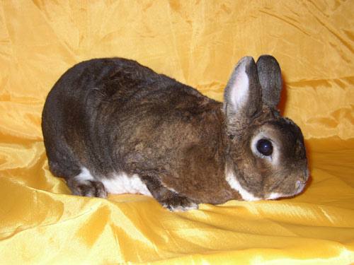 Порода короткошерстных кроликов: фото и описание - фото