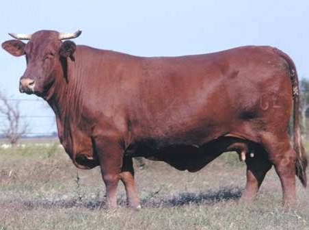 Порода коров санта гертруда: характеристики, отзывы с фото