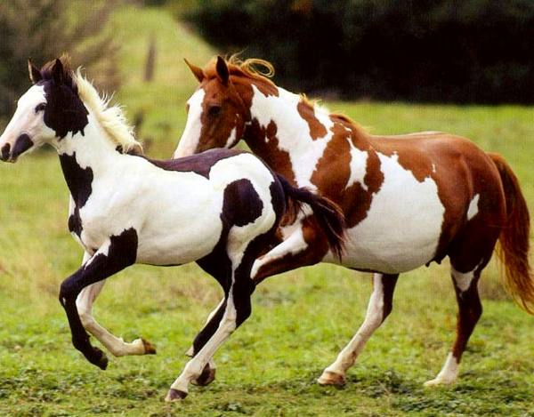 Порода лошадей пинто: фото и описание с фото