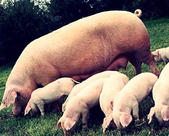 Порода свиней Оптимус: фото и описание - фото