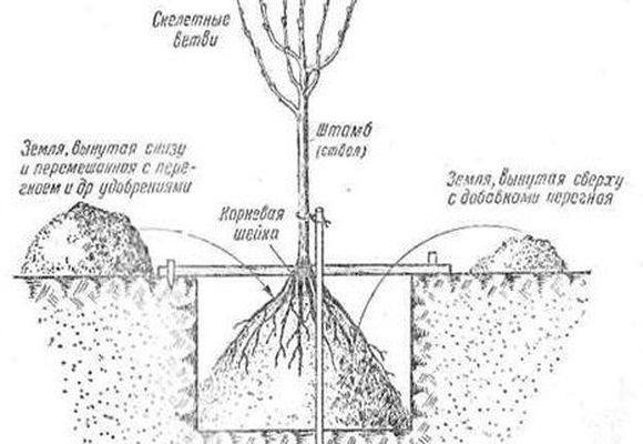 Правила посадки саженцев груши в Подмосковье весной с фото