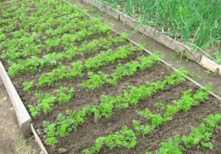 Посадка и выращивание моркови видео - фото