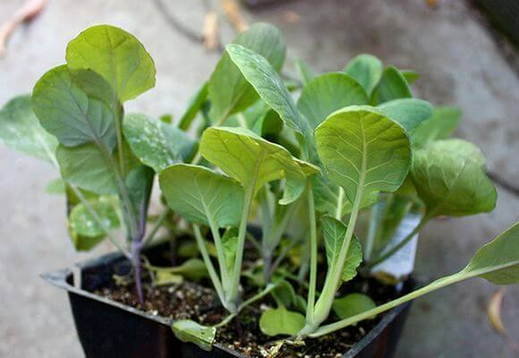 Как вырастить рассаду капусты в домашних условиях - фото