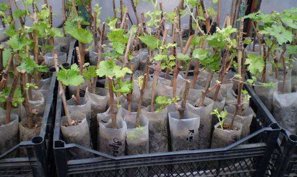 Разведение винограда черенками  создаем питомник для растений - фото