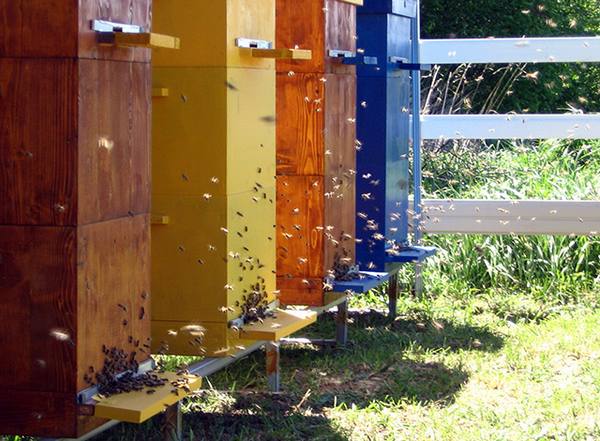 Правила содержания пчел в домашних условиях - фото