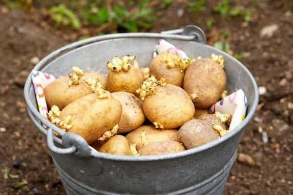 Проращивание и обработка картофеля перед посадкой - фото