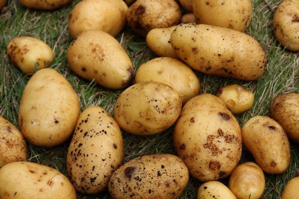 Ранние сорта картофеля - фото