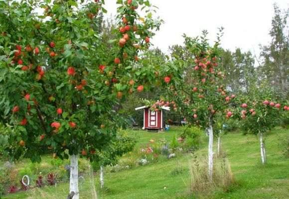 На каком расстоянии сажать яблони в саду - фото
