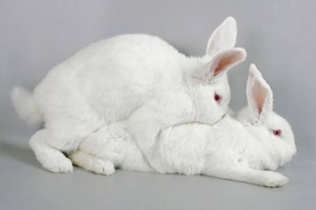 Размножение кроликов в домашних условиях для начинающих: видео - фото