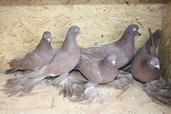 Способы разведения голубей в домашних условиях с фото