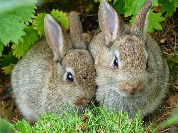 Разведение кроликов в домашних условиях для начинающих: видео с фото