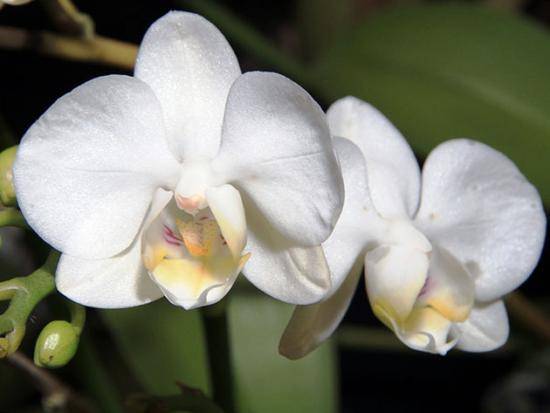 Родина комнатных орхидей, основные секреты ухода за ними - фото