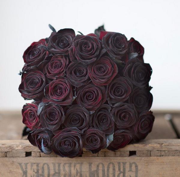 Роза «Black Baccara»: описание и особенности выращивания - фото
