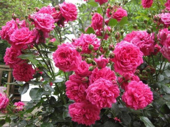 Роза Лагуна: плетистая красавица в вашем саду - фото