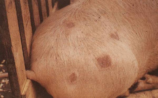Рожа у свиней: симптомы и лечение без последствий для животных - фото