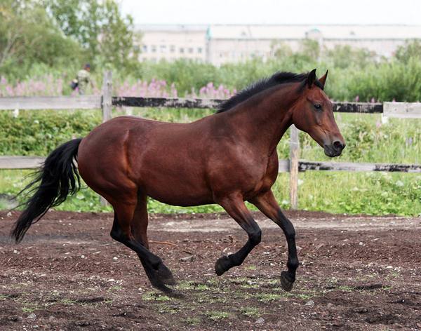 Русские породы лошадей с фотографиями и названиями - фото