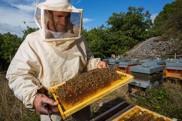 С чего начать пчеловодство для начинающих: видео с фото