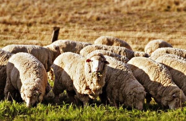 Основные заповеди овцеводства - фото