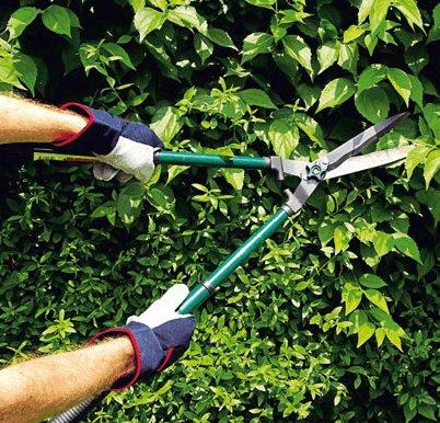 Как выбрать садовые ножницы для стрижки кустов, советы и рекомендации с фото