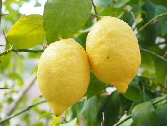 Самые распространенные вредители лимона и борьба с ними - фото