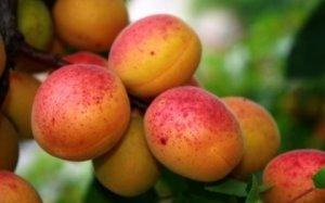 Советы по осенней посадке абрикоса - фото